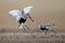 Two Dunlin sandpipers chase one another on a tundra road