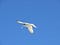 A black and white tern flying with a fish in its mouth