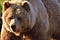 A bear facing towards camera