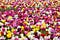 Field of tulips