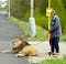 Photo of a smiling man holding a lion on a leash. The lion is laying half on the street and half on the sidewalk.