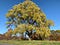 A large tree centered against a crisp Fall sky