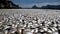 Image of Dead Fish due to Mass Extinction Caused by Acidification of the Oceans