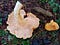 A pair of chanterelles on the forest floor with a slug nearby