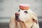 A dog balances a donut on his head, something unexpected and unusual when you’re looking for marketing inspiration.