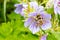 bumblebee on a purple flower
