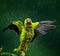 A green parakeet with black wings and a pink beak taking a bath during a storm.