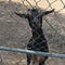 Summer, a black goat with gold eyes, one horn, and two ears, one pointing left and one pointing right