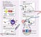 Optogenetics: Controlling the Brain with Light - Shabana Khan - Medium