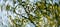 Blurry photo looking up at a tree branch and green leaves.