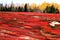 A crimson field lined by yellow and green trees