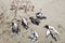 Six dead birds on a beach.