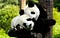 Giant Pandas