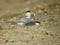 a black and white adult tern holds a fish its in mouth next to its mate who’s nesting