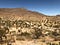 A photo of desert landscape with brush plants and cacti under a clear blue sky.