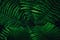 Green fern leaves.