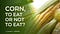 Corn, Thrive Agric