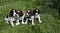 Four English Spring Spaniel puppies in a cage  awaiting training