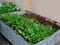 Mumbai-India-Environmental-NGO-Earth5r-spinach