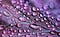 Close-up of a purple leaf with raindrops on it.