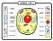 animal cell and plant cell
