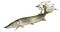 a northern pike flicking its tail