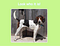 Header: “Look who it is!”. Below the header, an image: picture of a hound dog looking at the camera.