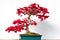 Japanese red maple bonsai tree against a white background.