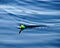 Fishing lure being reeled in from a calm water surface
