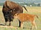 Bison and calf
