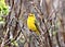 yellow wilson’s warbler with a black cap singing in the bushes