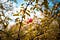 Close-up photo of sunlit autumn tree branches with two red apples centered. Blue sky and white clouds are in the background.