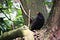 Black bird on a tree
