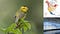 Collage of three images: a small yellow songbird with black cap, a map of North America with red, yellow, and blue to show summer, migration, and wintering abundance, and a bank of windows with reflective designs and birds outside.