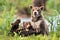 Two brown bear cubs pose, one looking serious and the other collapsing with a wide open mouth and his paws in the air