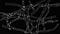 Microscopic view of a mycelium, by Bob Blaylock — Own work, CC BY-SA 3.0