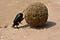 A dung beetle pushing a big ball of poo.