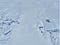 Aerial view of an adult polar bear with two cubs at her side walking over snow.