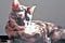 玳瑁貓 Tortoiseshell Cat