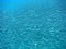 A school of wild fish stock