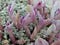 close up photo of milk-vetch plant with lavender petals and some light greenery