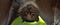 A bat hangs upside down and looks into the camera