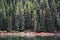 Spruce trees