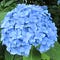 Hydrangea Flower. Bright blue-violet in color