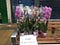 flowers day, 31 May flowers day, orchids plants, free flowers for everyone