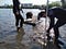 People in wetsuits installing cages in shallow water