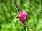 bee on a pink Kenwood Marsh checkermallow