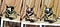玳瑁貓 Tortoiseshell Cat