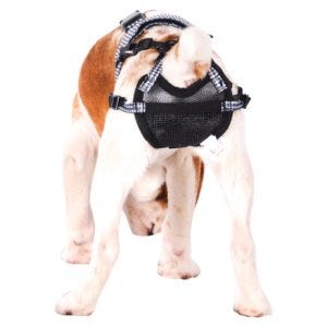 canine chastity belt