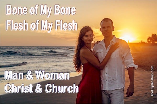 Bone Of My Bone Flesh Of My Flesh What S The Relation To Womanhood By Sam Kneller The Explanation Medium